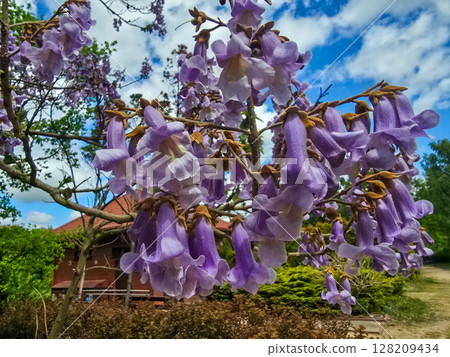 Flourishing Flowers in Botanical Garden Flourishing Flowers in Botanical Garden 128209434