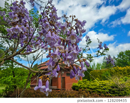 Flourishing Flowers in Botanical Garden Flourishing Flowers in Botanical Garden 128209435