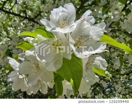 Flourishing Flowers in Botanical Garden Flourishing Flowers in Botanical Garden 128209440