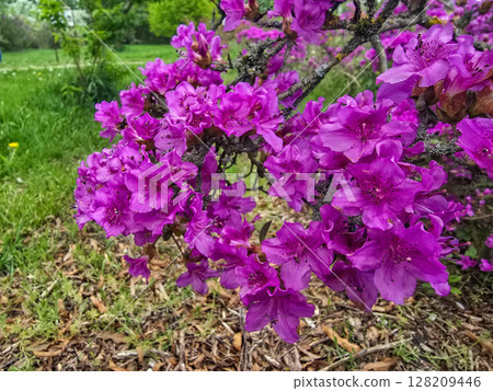 Blooming Flowers in Botanical Garden Blooming Flowers in Botanical Garden 128209446