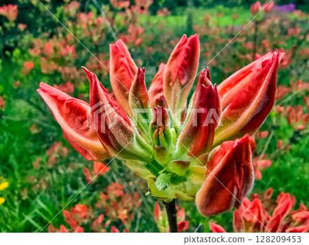 Floral Paradise in Botanical Garden Floral Paradise in Botanical Garden 128209453