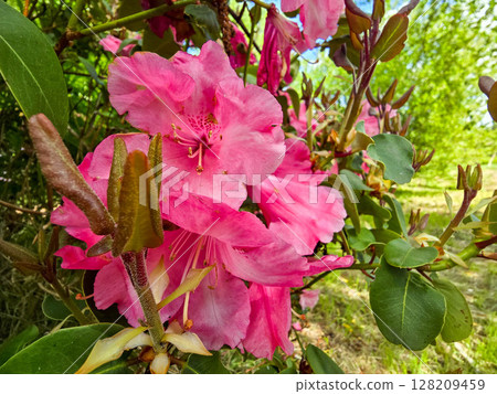 Floral Paradise in Botanical Garden 128209459