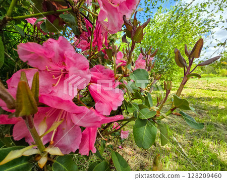 Floral Paradise in Botanical Garden 128209460