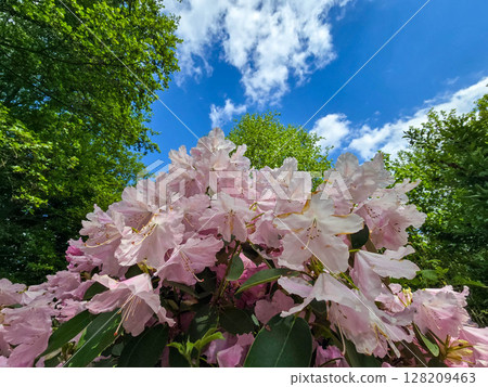 Vibrant Botanical Garden Flowers vibrant flowers Vibrant Botanical Garden Flowers vibrant flowers 128209463