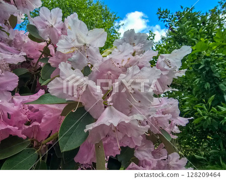 Vibrant Botanical Garden Flowers vibrant flowers Vibrant Botanical Garden Flowers vibrant flowers 128209464