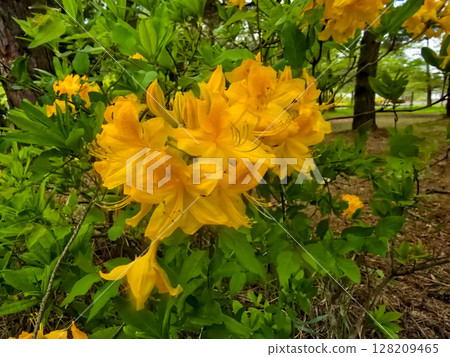 Vibrant Botanical Garden Flowers vibrant flowers Vibrant Botanical Garden Flowers vibrant flowers 128209465