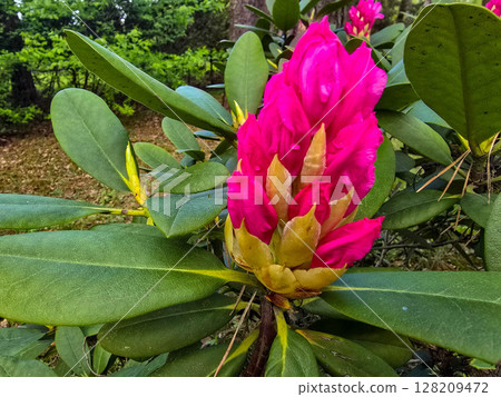 Blooming Garden Beauty flower textures Blooming Garden Beauty flower textures 128209472