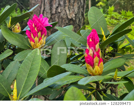 Blooming Garden Beauty flower textures 128209473