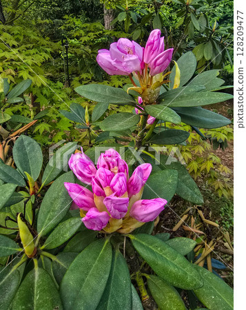 Garden of Blossoms spring garden Garden of Blossoms spring garden 128209477