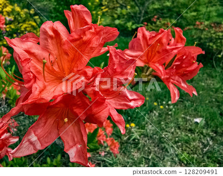 Colorful Spring Flowers in Botanical Garden 128209491