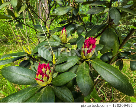 Spring Bloom in Botanical Park 128209495