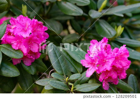 Spring Bloom in Botanical Park 128209501
