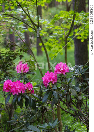Spring Bloom in Botanical Park Spring Bloom in Botanical Park 128209503