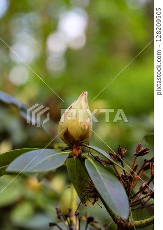 Floral Diversity in Botanical Garden 128209505