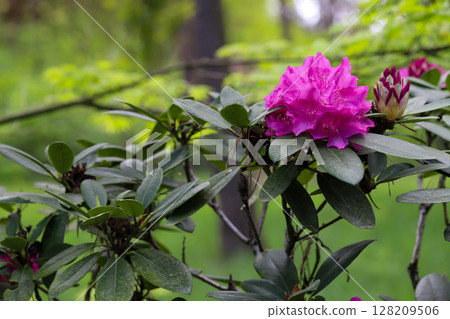 Floral Diversity in Botanical Garden 128209506