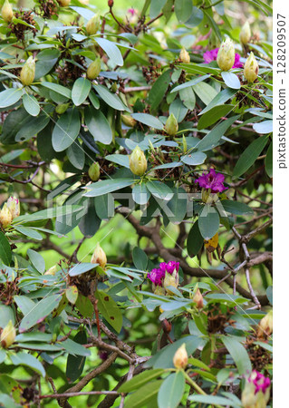 Floral Diversity in Botanical Garden 128209507