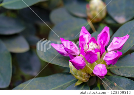 Floral Diversity in Botanical Garden Floral Diversity in Botanical Garden 128209513