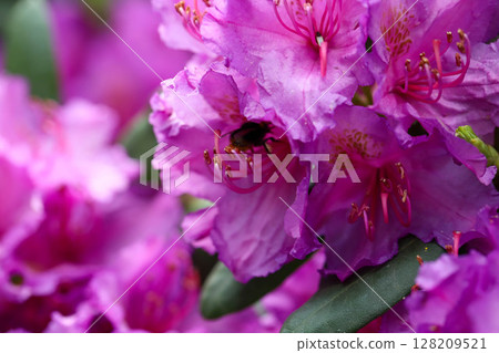 Blooming Botanical Garden botanical garden 128209521