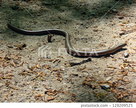 Fragile Skink on a Rock Fragile Skink on a Rock 128209525