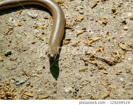 Fragile Skink on a Rock Fragile Skink on a Rock 128209529