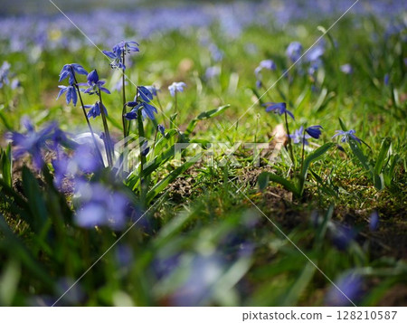 Field of blue flowers with green grass in the background Field of blue flowers with green grass in the background 128210587