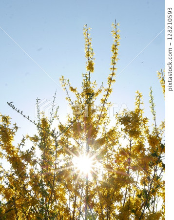 Tree with yellow flowers is in the sun 128210593