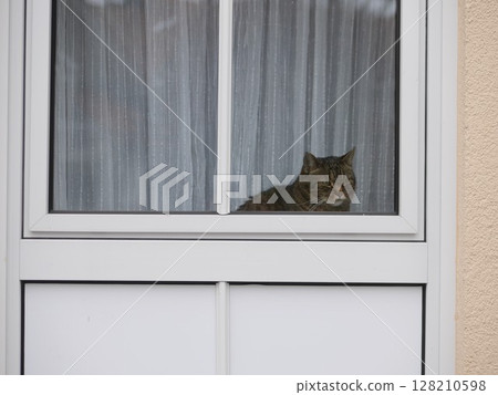 Cat is sitting in a window looking out 128210598