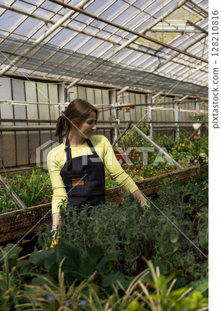 Young female greenhouse worker leans on a table filled with healthy potted plants 128210816