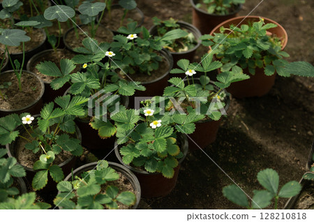 Arrangement of potted plants growing in neat rows inside a greenhouse. 128210818