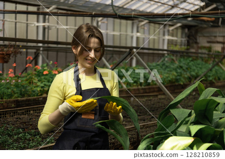 Greenhouse employee inspects vibrant leaves for health and growth. 128210859