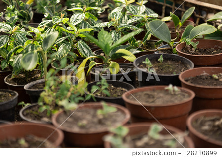 Close-up of potted plants arranged neatly in a greenhouse under natural light. Close-up of potted plants arranged neatly in a greenhouse under natural light. 128210899