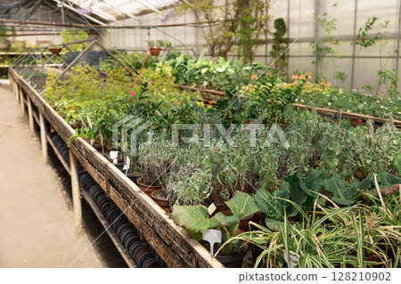 Multiple rows of vibrant green plants growing in a greenhouse under natural light. 128210902