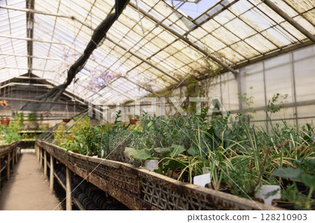 Organized plant rows show healthy development in a controlled environment. 128210903
