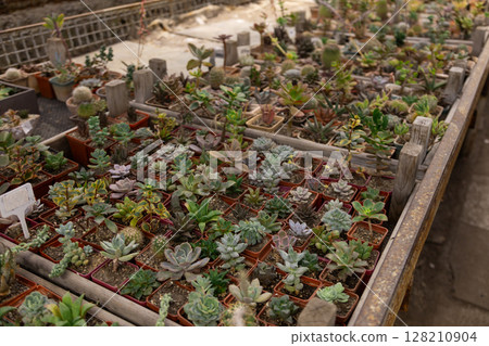 Close-up view of small potted succulents inside a greenhouse. 128210904