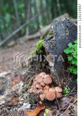 mushrooms in the forest mushrooms in the forest 128210987
