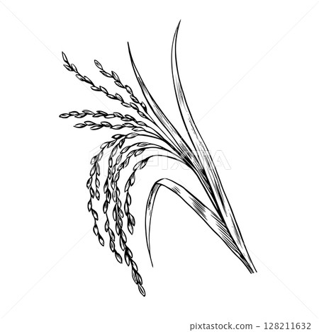 Rice stalks. Black and white graphics, vector illustrations. Design element for menus, recipes, and cookbooks. For banners, flyers, packaging, labels, and more. 128211632