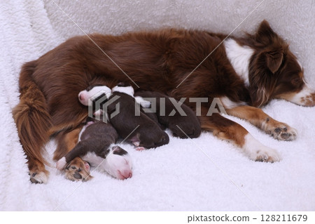 Mother dog is laying on a white blanket with her puppies 128211679