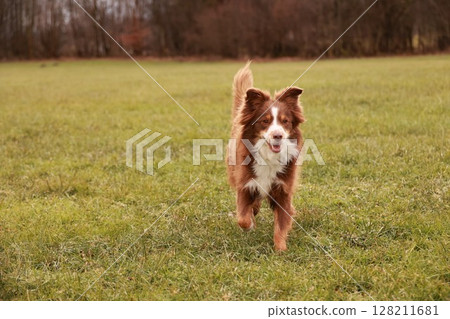 A brown and white dog is running through a field of grass A brown and white dog is running through a field of grass 128211681