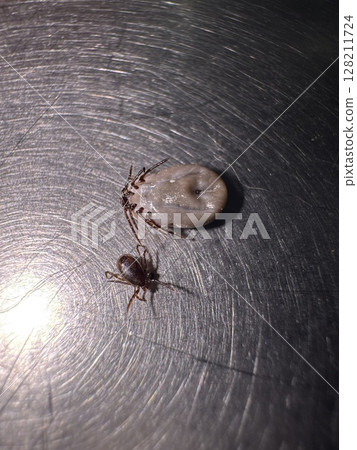 Bug is on a table next to another bug 128211724