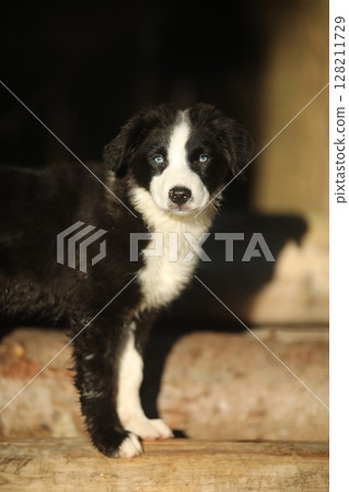 Black and white puppy is standing on a wooden log 128211729