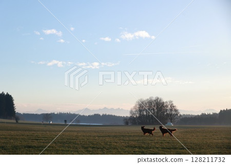 Two dogs are running in a field with a clear blue sky in the background 128211732