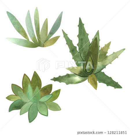 Set of 3 types of succulents. Aloe, Kalanchoe. Home gardening. Isolated watercolor illustration. 128211851