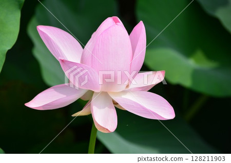 Landscape with lotus flowers 128211903
