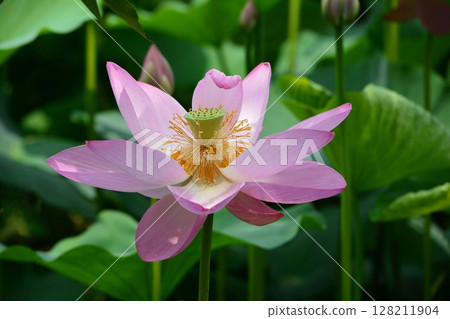 開花的蓮花 開花的蓮花 128211904