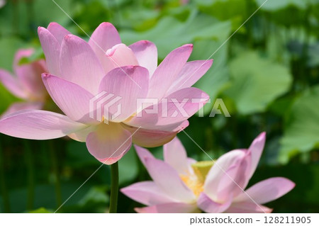 Beautiful lotus flower 128211905