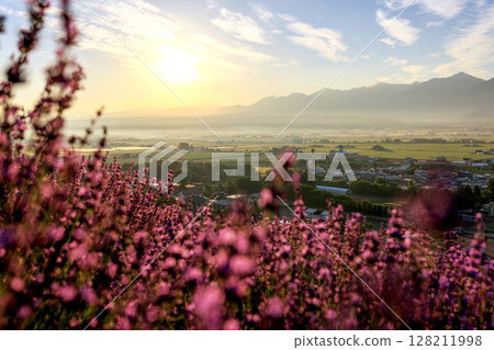 Early morning lavender field Early morning lavender field 128211998