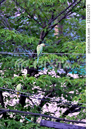 一隻野生玫瑰環鸚鵡棲息在居民區的電線上 128212075