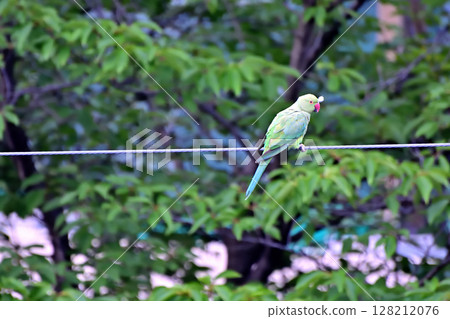 A wild rose-ringed parakeet perched on a power line in a residential area 128212076