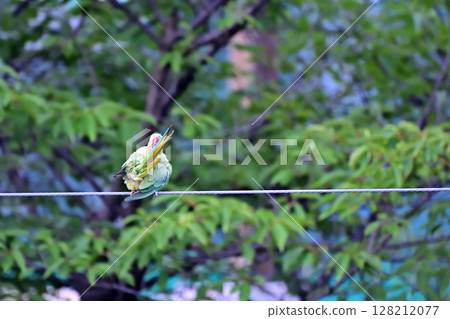A wild rose-ringed parakeet perched on a power line in a residential area 128212077