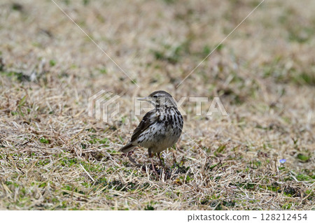 Tahi Bali Tahi Bali 128212454